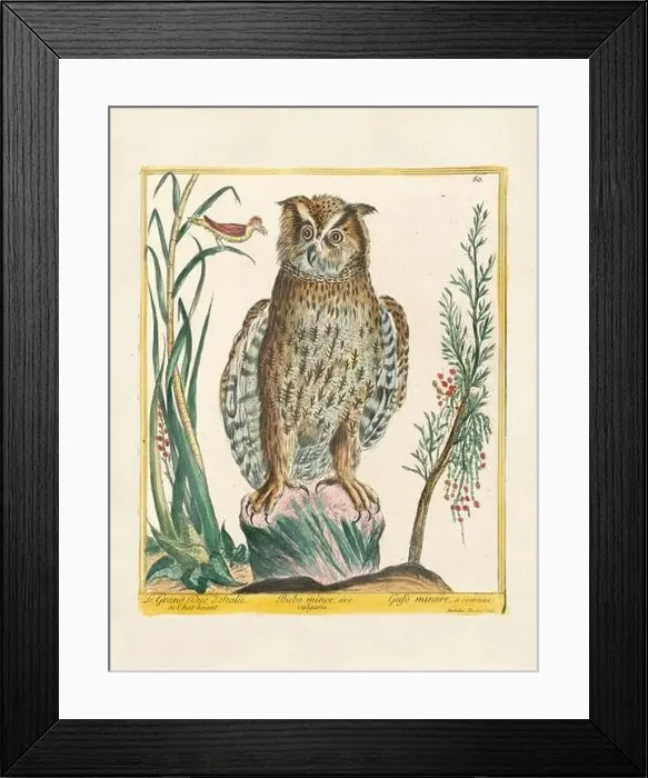 Framed Print : Vintage bird illustration. 18th century bird art. The Owl. Ca. 1780 Framed Print : Vintage bird illustration. 18th century bird art. The Owl. Ca. 1780