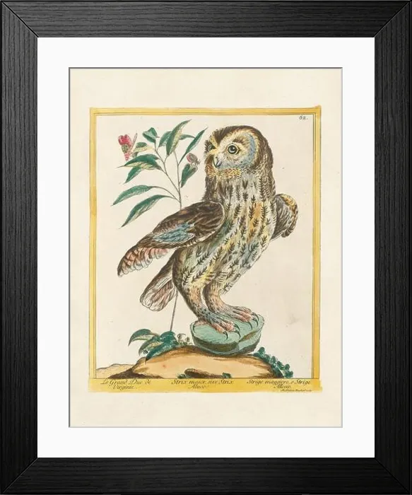 Framed Print : Vintage bird illustration. 18th century bird art. The Owl. Ca. 1780 Framed Print : Vintage bird illustration. 18th century bird art. The Owl. Ca. 1780