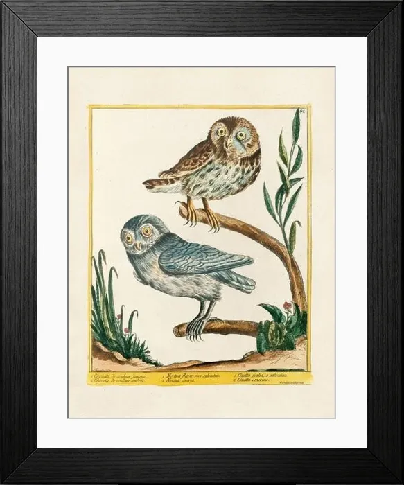 Framed Print : Vintage bird illustration. 18th century bird art. The Owl. Ca. 1780 Framed Print : Vintage bird illustration. 18th century bird art. The Owl. Ca. 1780