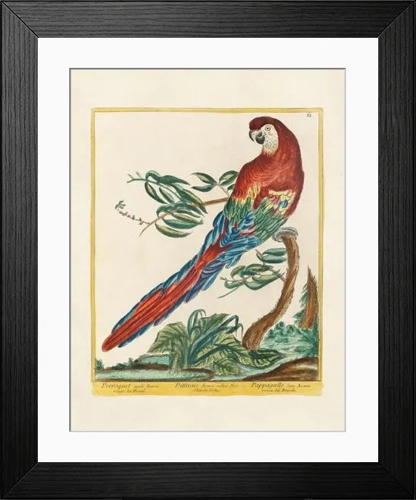 Framed Print : Vintage bird illustration. 18th century bird art. The Scarlet Macaw. Ca. 1780 Framed Print : Vintage bird illustration. 18th century bird art. The Scarlet Macaw. Ca. 1780