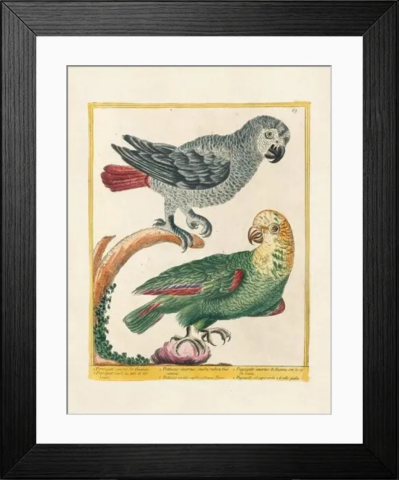 Framed Print : Vintage bird illustration. 18th century bird art. The Parrot. Ca. 1780 Framed Print : Vintage bird illustration. 18th century bird art. The Parrot. Ca. 1780