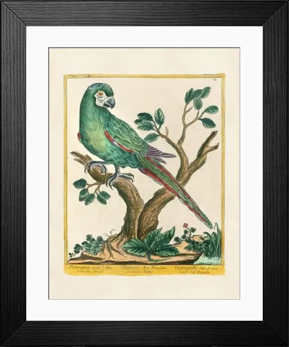 Framed Print : Vintage bird illustration. 18th century bird art. The Parrot. Ca. 1780 Framed Print : Vintage bird illustration. 18th century bird art. The Parrot. Ca. 1780