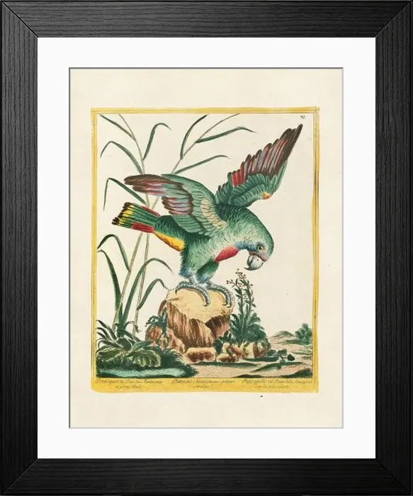 Framed Print : Vintage bird illustration. 18th century bird art. The Parrot. Ca. 1780 Framed Print : Vintage bird illustration. 18th century bird art. The Parrot. Ca. 1780