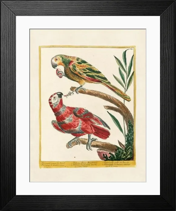Framed Print : Vintage bird illustration. 18th century bird art. The Parrot. Ca. 1780 Framed Print : Vintage bird illustration. 18th century bird art. The Parrot. Ca. 1780