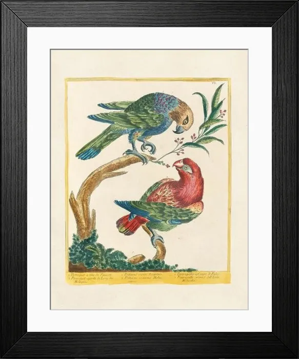 Framed Print : Vintage bird illustration. 18th century bird art. The Parrot. Ca. 1780 Framed Print : Vintage bird illustration. 18th century bird art. The Parrot. Ca. 1780