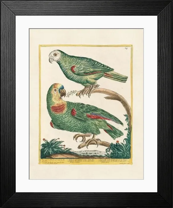 Framed Print : Vintage bird illustration. 18th century bird art. The Parrot. Ca. 1780 Framed Print : Vintage bird illustration. 18th century bird art. The Parrot. Ca. 1780