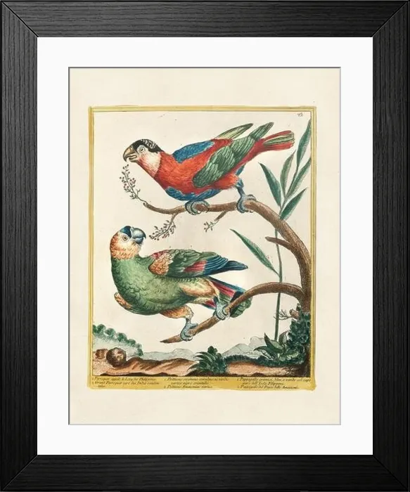 Framed Print : Vintage bird illustration. 18th century bird art. The Parrot. Ca. 1780 Framed Print : Vintage bird illustration. 18th century bird art. The Parrot. Ca. 1780