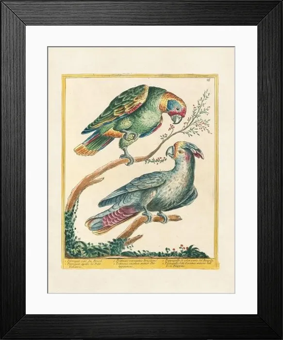 Framed Print : Vintage bird illustration. 18th century bird art. The Parrot. Ca. 1780 Framed Print : Vintage bird illustration. 18th century bird art. The Parrot. Ca. 1780