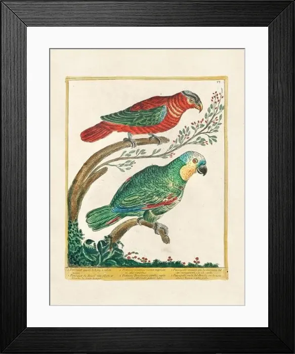 Framed Print : Vintage bird illustration. 18th century bird art. The Parrot. Ca. 1780 Framed Print : Vintage bird illustration. 18th century bird art. The Parrot. Ca. 1780