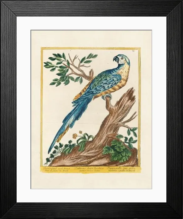 Framed Print : Vintage bird illustration. 18th century bird art. The Blue and Yellow Macaw. Ca. 1780 Framed Print : Vintage bird illustration. 18th century bird art. The Blue and Yellow Macaw. Ca. 1780
