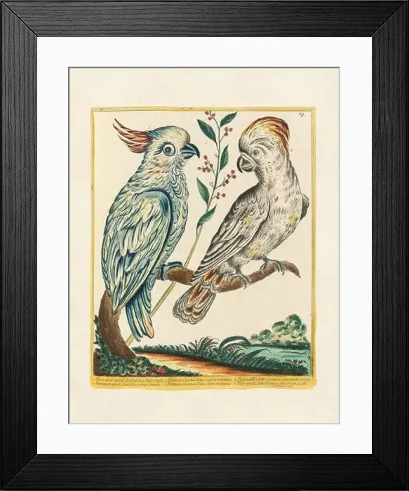 Framed Print : Vintage bird illustration. 18th century bird art. The Cockatoo. Ca. 1780 Framed Print : Vintage bird illustration. 18th century bird art. The Cockatoo. Ca. 1780