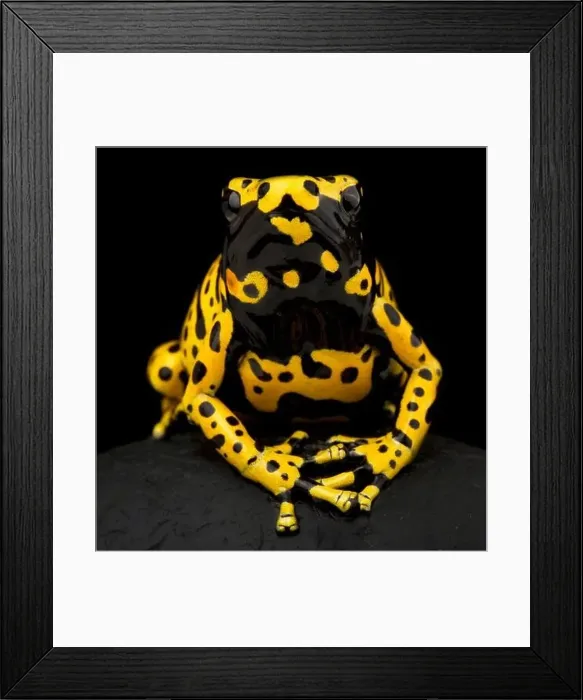 Framed Print : Yellow-banded poison dart frog (Dendrobates leucomelas) Framed Print : Yellow-banded poison dart frog (Dendrobates leucomelas)