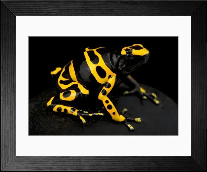 Framed Print : Yellow-banded poison dart frog (Dendrobates leucomelas) Framed Print : Yellow-banded poison dart frog (Dendrobates leucomelas)
