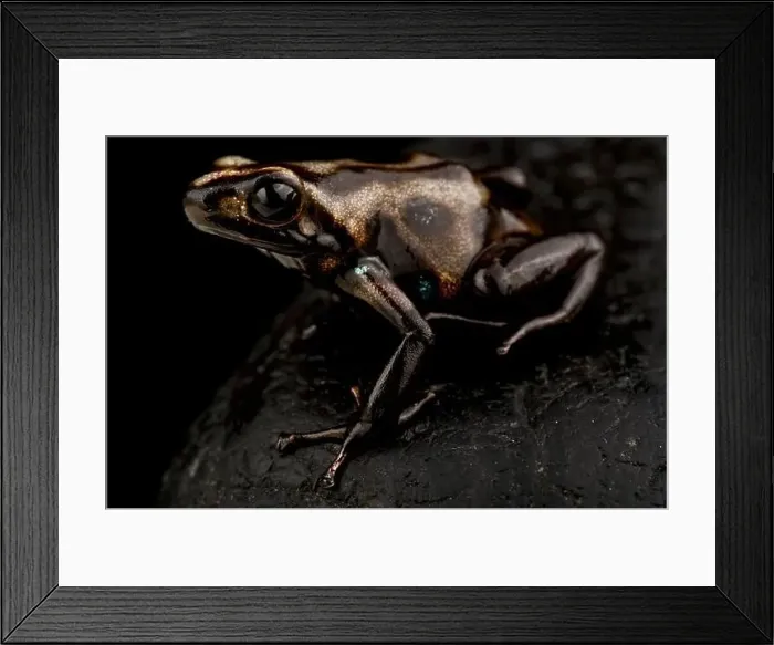 Framed Print : Camouflaged Dart Frog (Dendrobates auratus) Framed Print : Camouflaged Dart Frog (Dendrobates auratus)