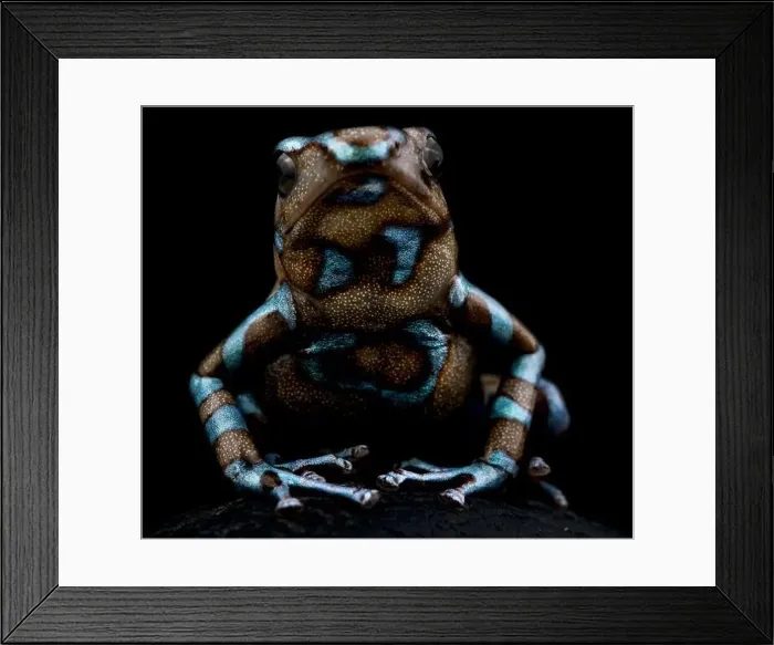 Framed Print : The Green and Black poison dart frog (Dendrobates auratus) Framed Print : The Green and Black poison dart frog (Dendrobates auratus)