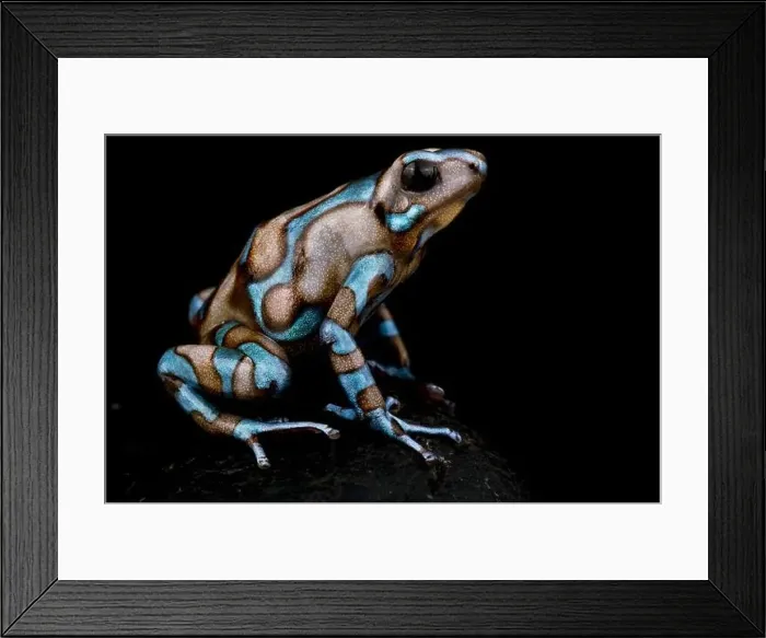 Framed Print : The Green and Black poison dart frog (Dendrobates auratus) Framed Print : The Green and Black poison dart frog (Dendrobates auratus)