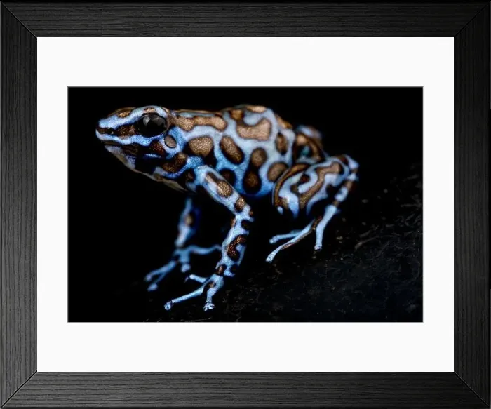 Framed Print : The Blue and Black poison frog (Dendrobates auratus) Framed Print : The Blue and Black poison frog (Dendrobates auratus)