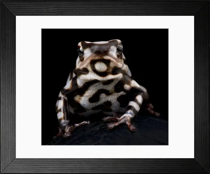 Framed Print : Black and white poison dart frog (Dendrobates auratus) Framed Print : Black and white poison dart frog (Dendrobates auratus)