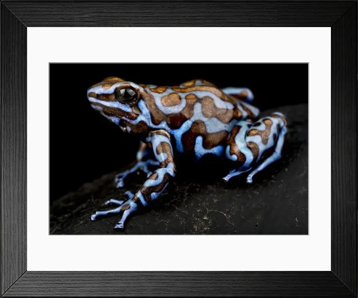 Framed Print : The Blue and Black poison frog (Dendrobates auratus) Framed Print : The Blue and Black poison frog (Dendrobates auratus)