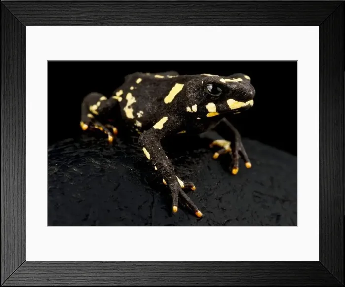Framed Print : The Bumblebee toad (Melanophryniscus stelzneri) is a dwarf toad species from Argentina and Paraguay Framed Print : The Bumblebee toad (Melanophryniscus stelzneri) is a dwarf toad species from Argentina and Paraguay