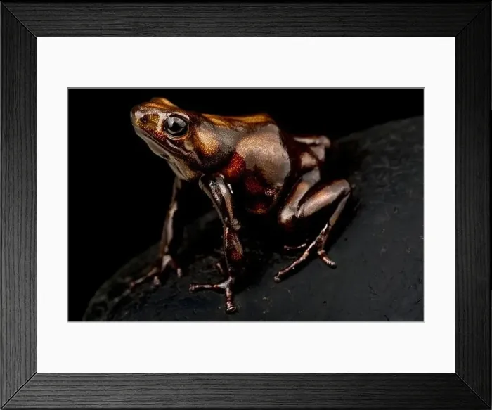 Framed Print : Brown and black poison dart frog (Dendrobates auratus) Framed Print : Brown and black poison dart frog (Dendrobates auratus)