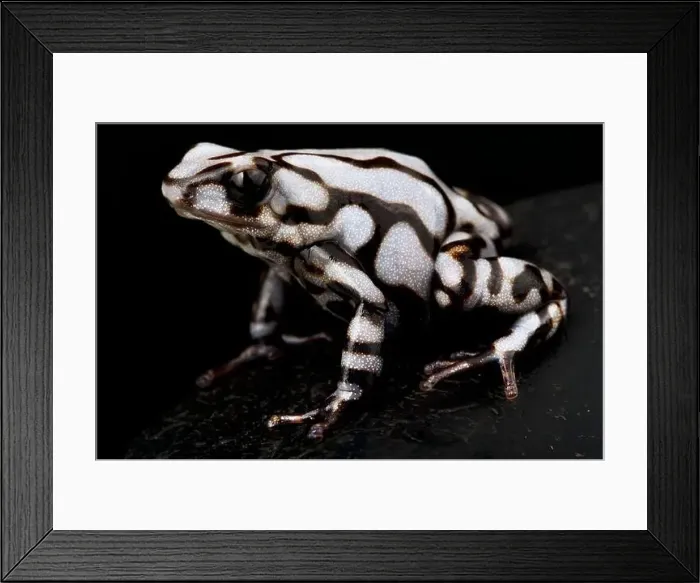 Framed Print : Black and white poison dart frog (Dendrobates auratus) Framed Print : Black and white poison dart frog (Dendrobates auratus)