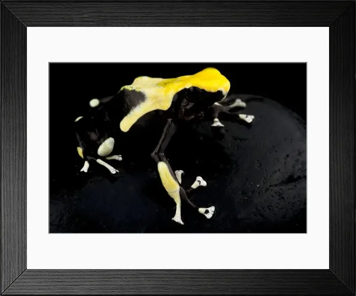 Framed Print : The Dyeing dart frog (Dendrobates tinctorius) is a big, colorful frog species from the Guiana shield in South America Framed Print : The Dyeing dart frog (Dendrobates tinctorius) is a big, colorful frog species from the Guiana shield in South America