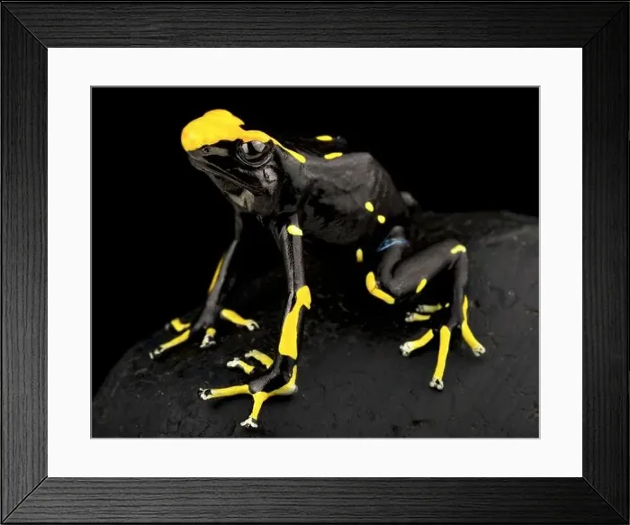 Framed Print : The Dyeing dart frog (Dendrobates tinctorius) is a big, colorful frog species from the Guiana shield in South America Framed Print : The Dyeing dart frog (Dendrobates tinctorius) is a big, colorful frog species from the Guiana shield in South America