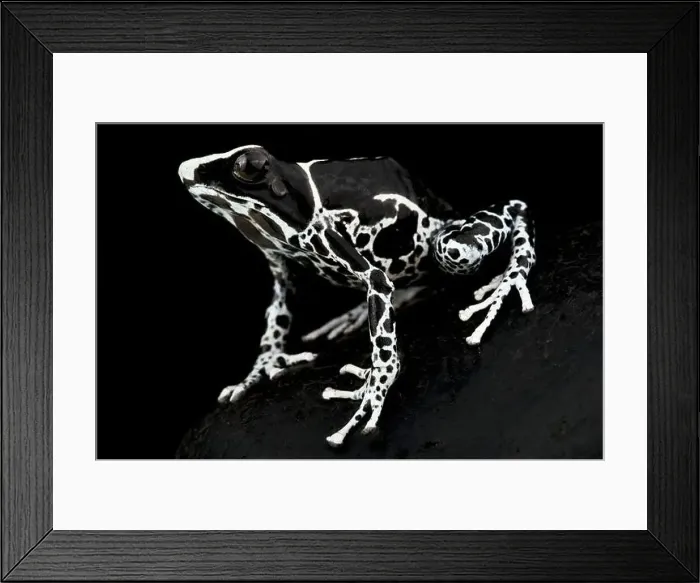 Framed Print : The Dyeing dart frog (Dendrobates tinctorius) is a big, colorful frog species from the Guiana shield in South America Framed Print : The Dyeing dart frog (Dendrobates tinctorius) is a big, colorful frog species from the Guiana shield in South America