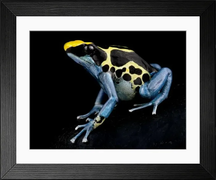 Framed Print : The Dyeing dart frog (Dendrobates tinctorius) is a big, colorful frog species from the Guiana shield in South America