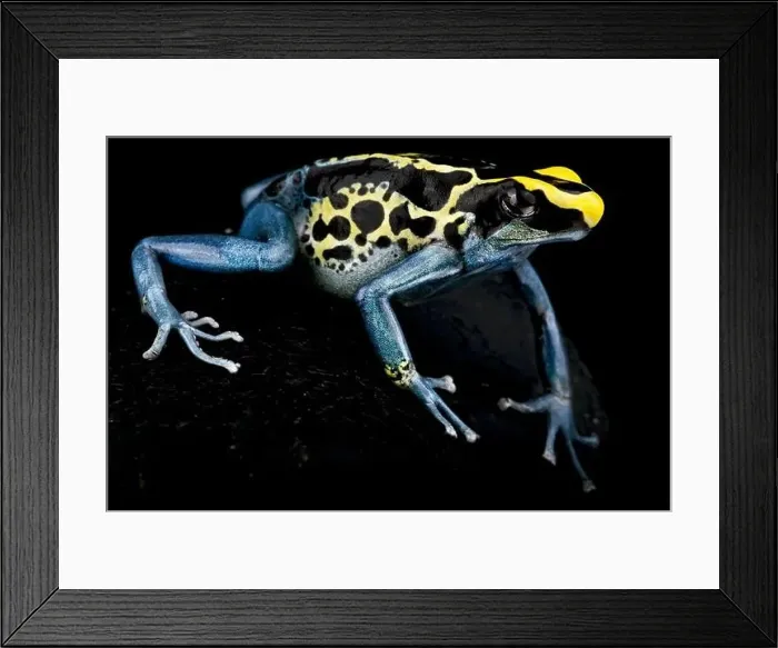 Framed Print : The Dyeing dart frog (Dendrobates tinctorius) is a big, colorful frog species from the Guiana shield in South America Framed Print : The Dyeing dart frog (Dendrobates tinctorius) is a big, colorful frog species from the Guiana shield in South America