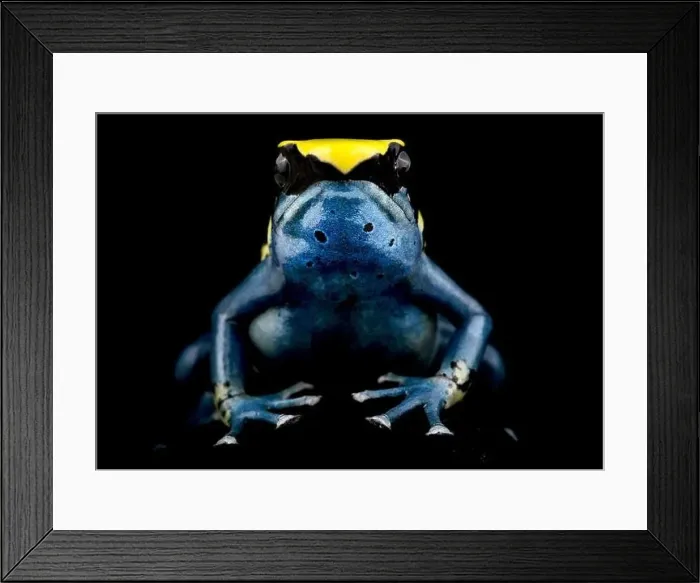 Framed Print : The Dyeing dart frog (Dendrobates tinctorius) is a big, colorful frog species from the Guiana shield in South America