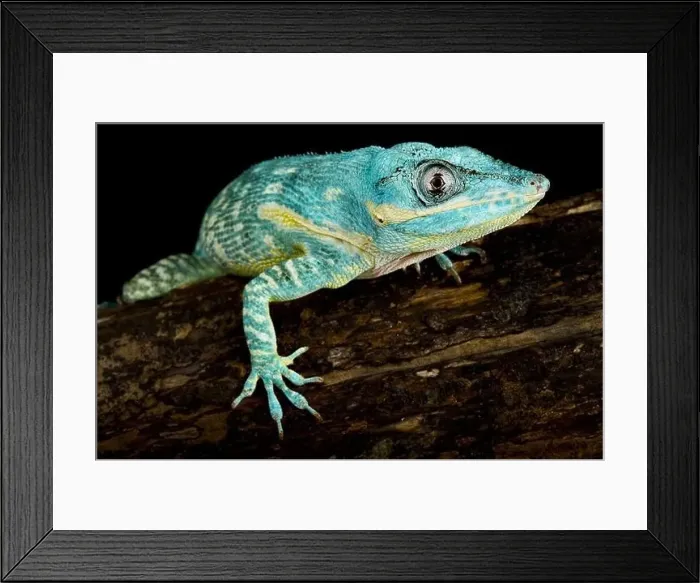 Framed Print : The Blue Beauty Anole (Anolis equestris potior) Framed Print : The Blue Beauty Anole (Anolis equestris potior)