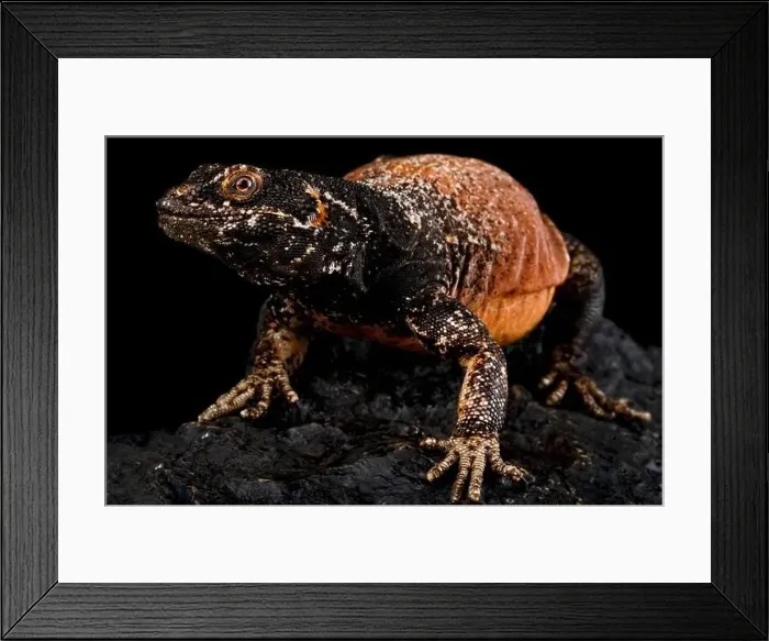 Framed Print : The Chuckwalla (Sauromalus äter) is found in the Sonora and Mojave deserts