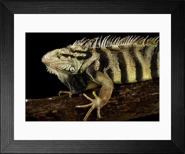 Framed Print : The Green Iguana (Iguana iguana) is a variable giant lizard species. This specimen is from Colombia Framed Print : The Green Iguana (Iguana iguana) is a variable giant lizard species. This specimen is from Colombia