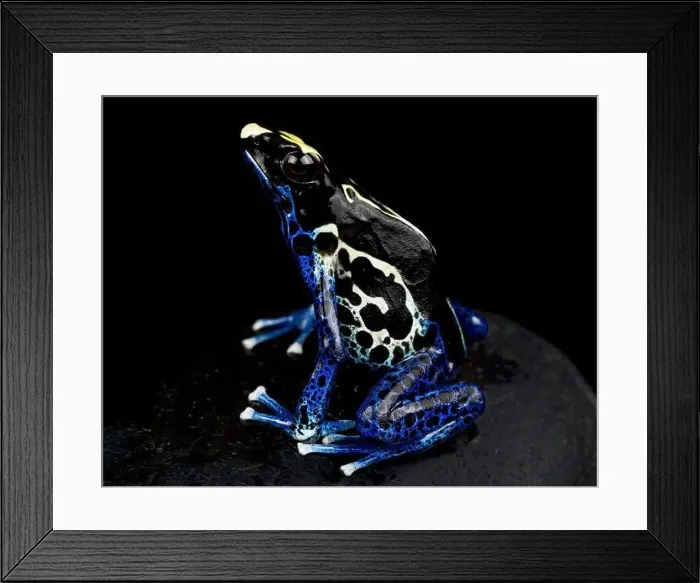 Framed Print : The Dyeing dart frog (Dendrobates tinctorius) is a big, colorful frog species from the Guiana shield in South America Framed Print : The Dyeing dart frog (Dendrobates tinctorius) is a big, colorful frog species from the Guiana shield in South America