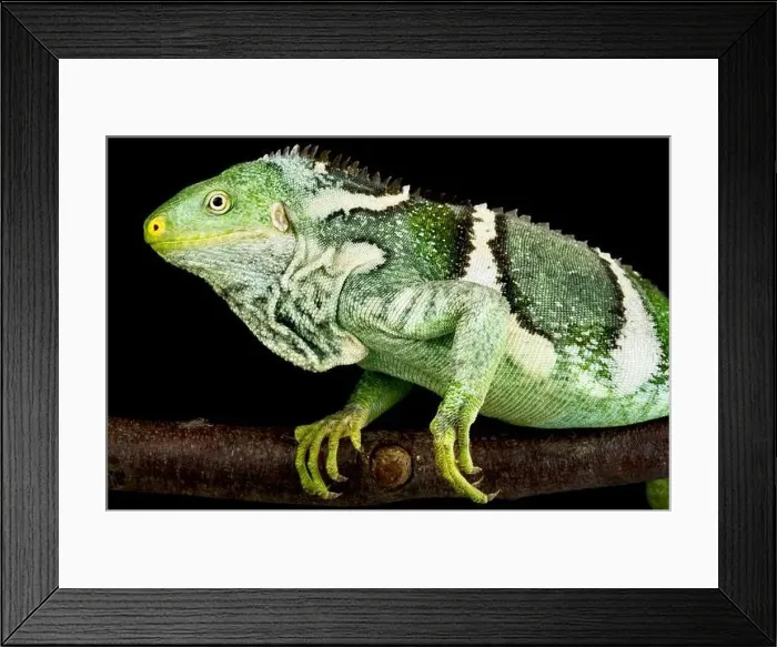 Framed Print : The Fiji Crested Iguana (Brachylophus vitiensis) is a critically endangered lizard species from the Fiji islands Framed Print : The Fiji Crested Iguana (Brachylophus vitiensis) is a critically endangered lizard species from the Fiji islands