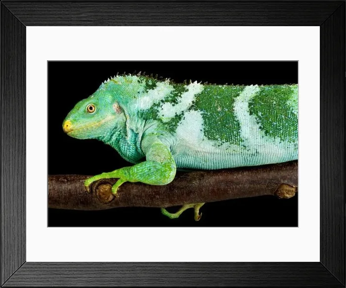 Framed Print : The Fiji Crested Iguana (Brachylophus vitiensis) is a critically endangered lizard species from the Fiji islands Framed Print : The Fiji Crested Iguana (Brachylophus vitiensis) is a critically endangered lizard species from the Fiji islands