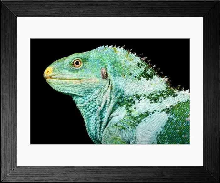 Framed Print : The Fiji Crested Iguana (Brachylophus vitiensis) is a critically endangered lizard species from the Fiji islands Framed Print : The Fiji Crested Iguana (Brachylophus vitiensis) is a critically endangered lizard species from the Fiji islands