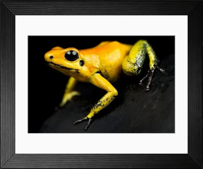 Framed Print : The Golden poison dart frog (Phyllobates terribilis) is considered the most poisonous animal on earth Framed Print : The Golden poison dart frog (Phyllobates terribilis) is considered the most poisonous animal on earth