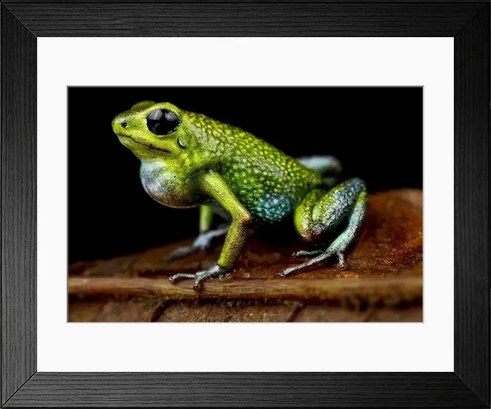 Framed Print : The Granular Poisson Arrow Frog (Oophaga granulifera) is endemic to Costa Rica Framed Print : The Granular Poisson Arrow Frog (Oophaga granulifera) is endemic to Costa Rica