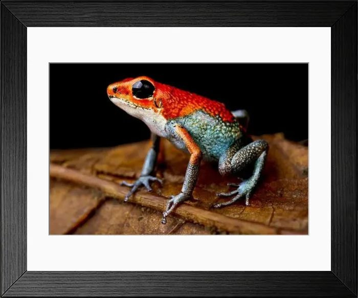 Framed Print : The Granular Poisson Arrow Frog (Oophaga granulifera) is endemic to Costa Rica Framed Print : The Granular Poisson Arrow Frog (Oophaga granulifera) is endemic to Costa Rica