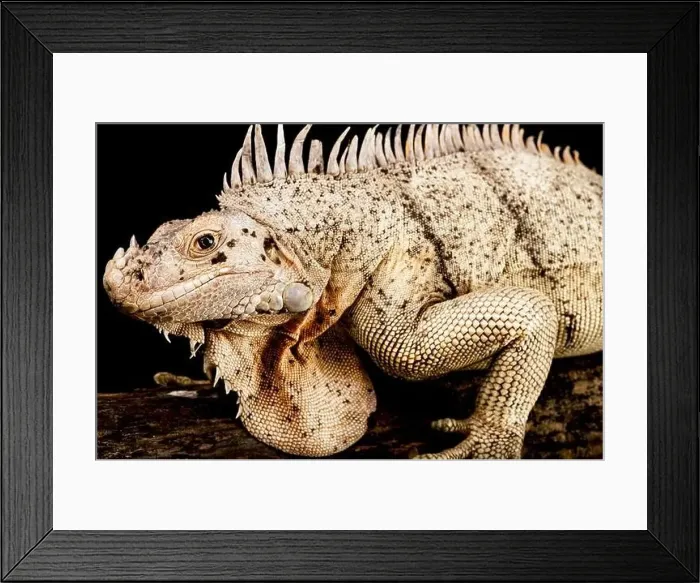 Framed Print : The Grenadines Pink Iguana (Iguana insularis) is a critically endangered Iguana species Framed Print : The Grenadines Pink Iguana (Iguana insularis) is a critically endangered Iguana species