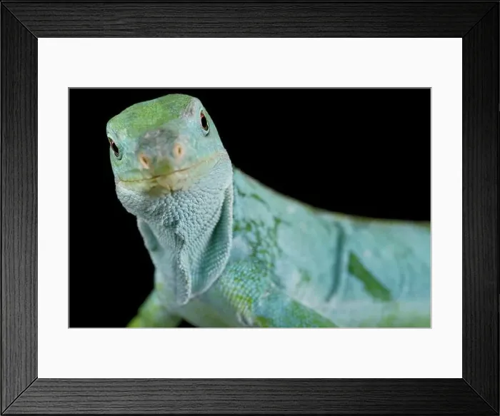 Framed Print : The Lau Banded Iguana (Brachylophus fasciatus) is a critically endangered reptile species from the Fiji islands Framed Print : The Lau Banded Iguana (Brachylophus fasciatus) is a critically endangered reptile species from the Fiji islands