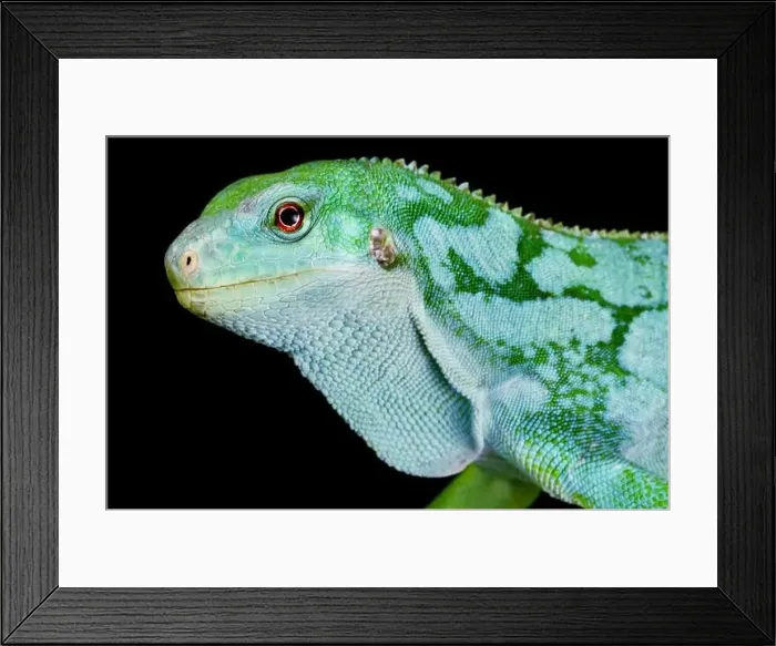 Framed Print : The Lau Banded Iguana (Brachylophus fasciatus) is a critically endangered reptile species from the Fiji islands Framed Print : The Lau Banded Iguana (Brachylophus fasciatus) is a critically endangered reptile species from the Fiji islands