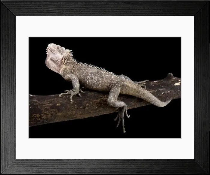 Framed Print : The Lesser Antillean Iguana (Iguana delicatissima) Framed Print : The Lesser Antillean Iguana (Iguana delicatissima)