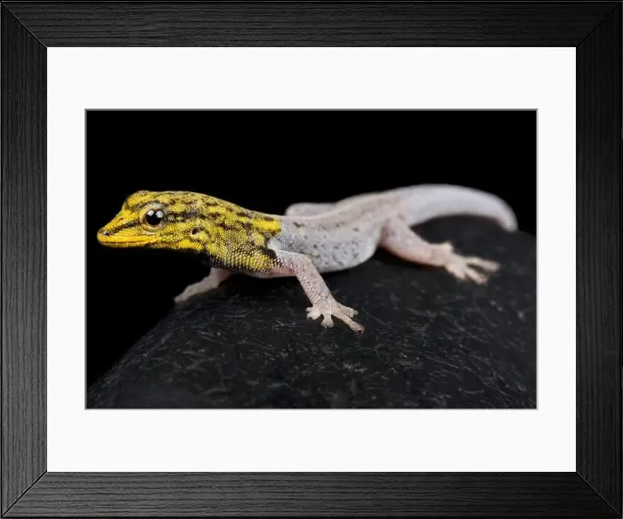 Framed Print : The Painted Dwarf Gecko (Lygodactylus picturatus) is a Day gecko species from Tanzania and Kenya Framed Print : The Painted Dwarf Gecko (Lygodactylus picturatus) is a Day gecko species from Tanzania and Kenya