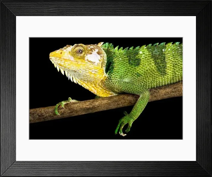 Framed Print : The Peruvian Bush Anole (Polychrus peruvianus) Framed Print : The Peruvian Bush Anole (Polychrus peruvianus)