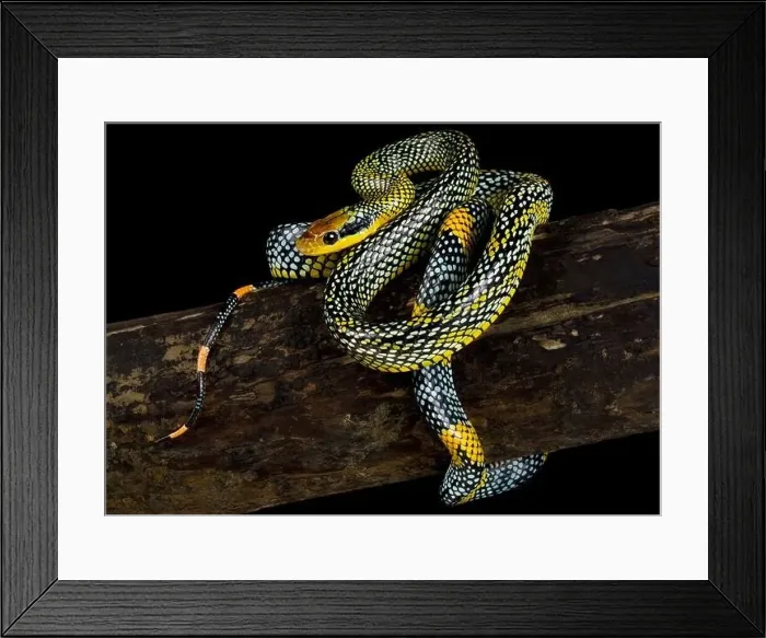 Framed Print : The mythical Rainbow Tree Snake (Gonyosoma margaritus) Framed Print : The mythical Rainbow Tree Snake (Gonyosoma margaritus)