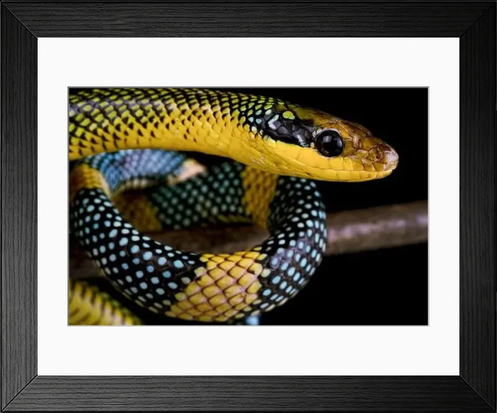 Framed Print : The mythical Rainbow Tree Snake (Gonyosoma margaritus) Framed Print : The mythical Rainbow Tree Snake (Gonyosoma margaritus)